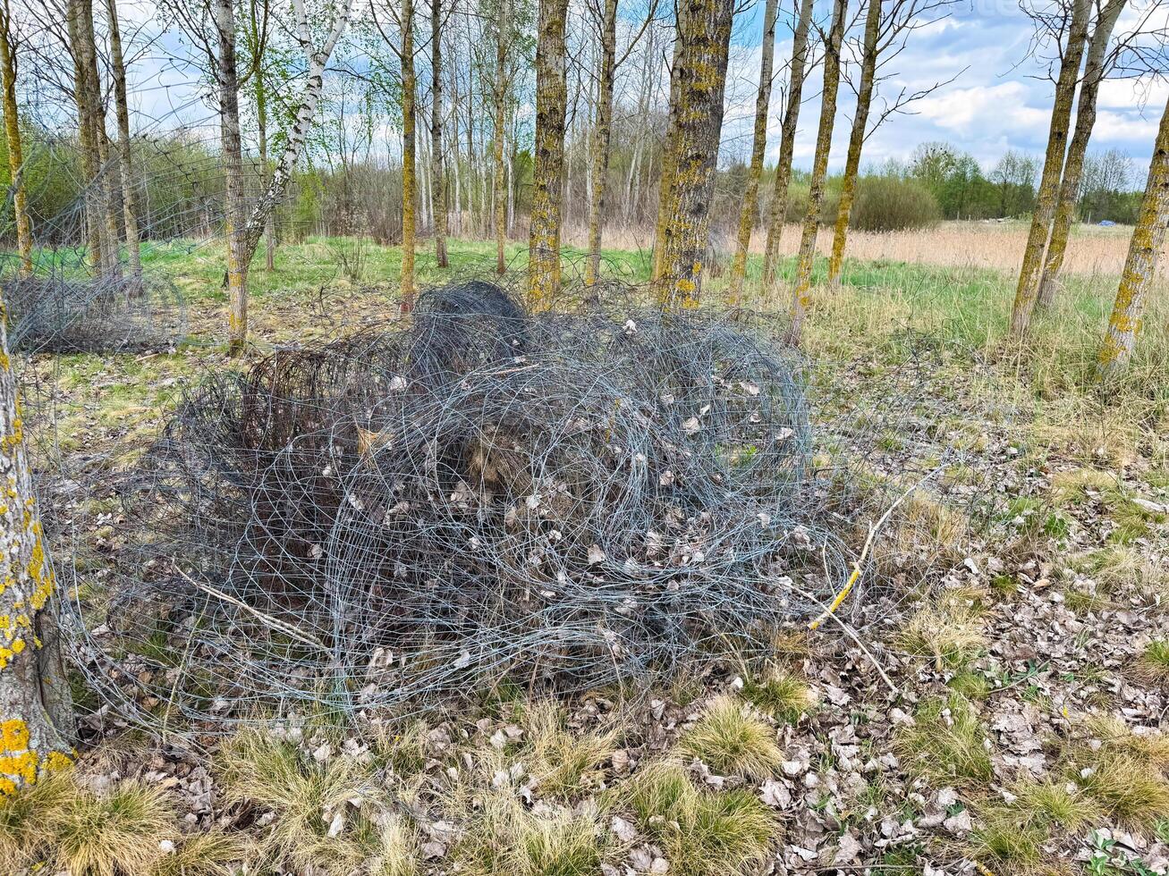 Abandoned rolls of rusty wire mesh fencing tangled among dry leaves and grass in a sparse birch forest clearing on a cloudy spring day in the countryside photo