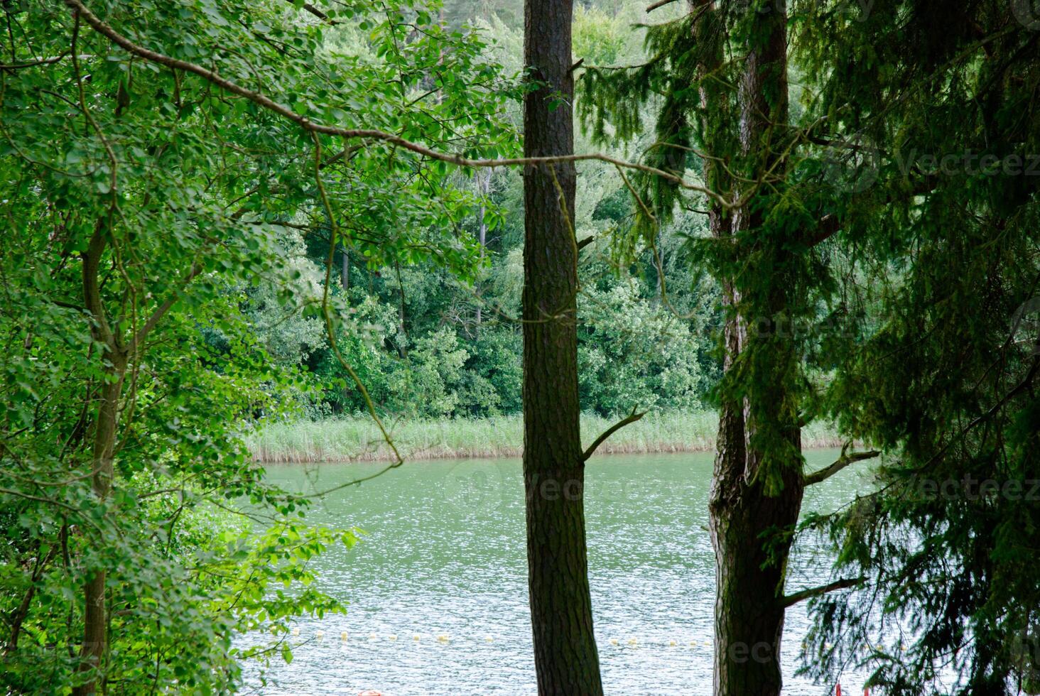 Tranquil forest lake view with lush greenery and trees. Weekend concept near the forest and lake photo