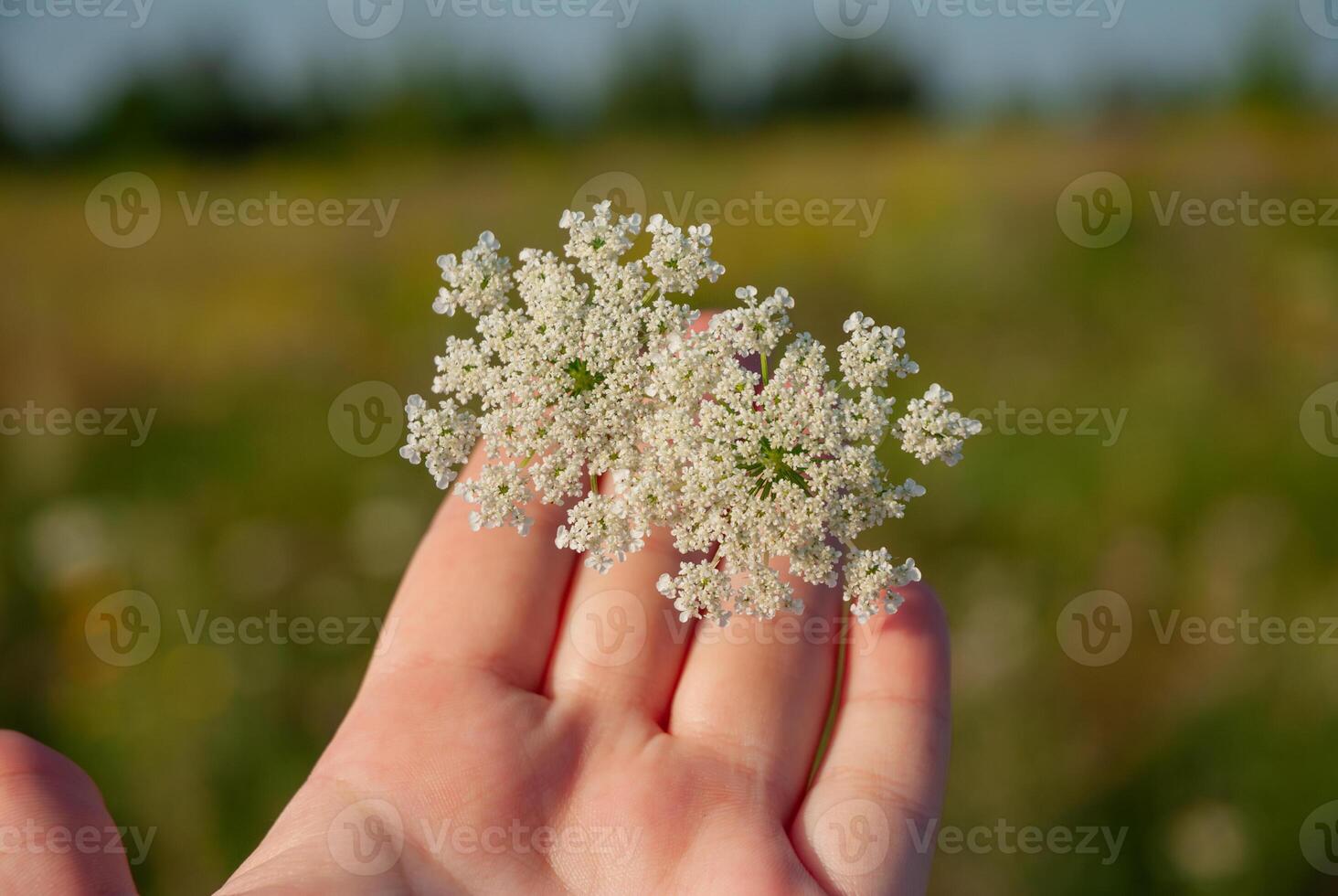Close-up of a young caucasian hand holding delicate white wildflowers against a blurred green field background in bright daylight photo