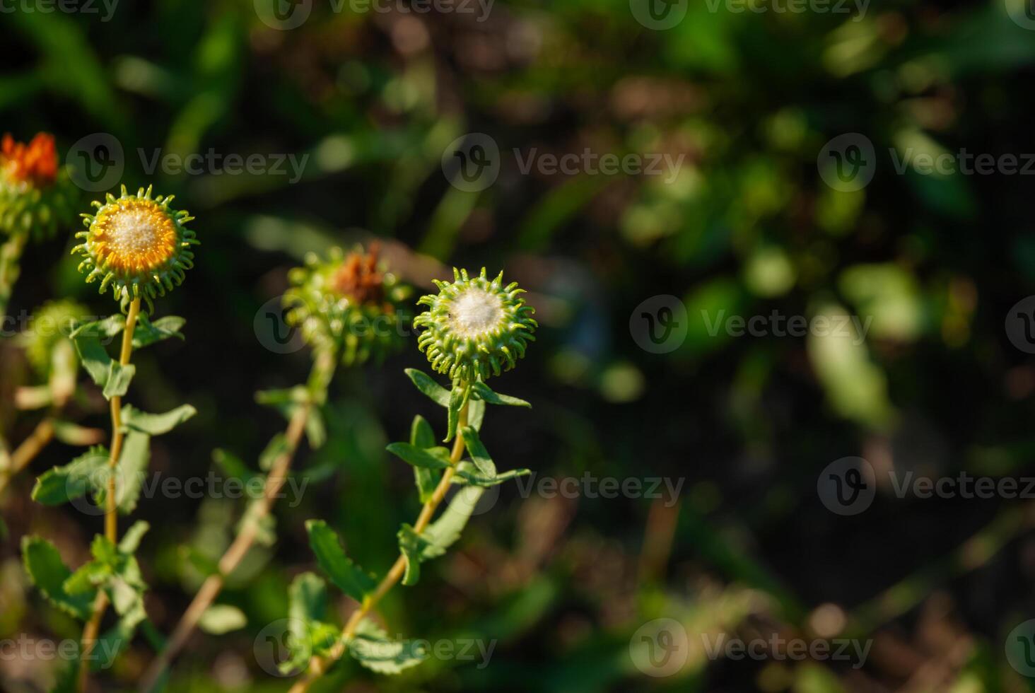 Dandelion seed heads against a lush green background in natural sunlight, capturing the beauty of nature and the cycle of bloom to seed photo