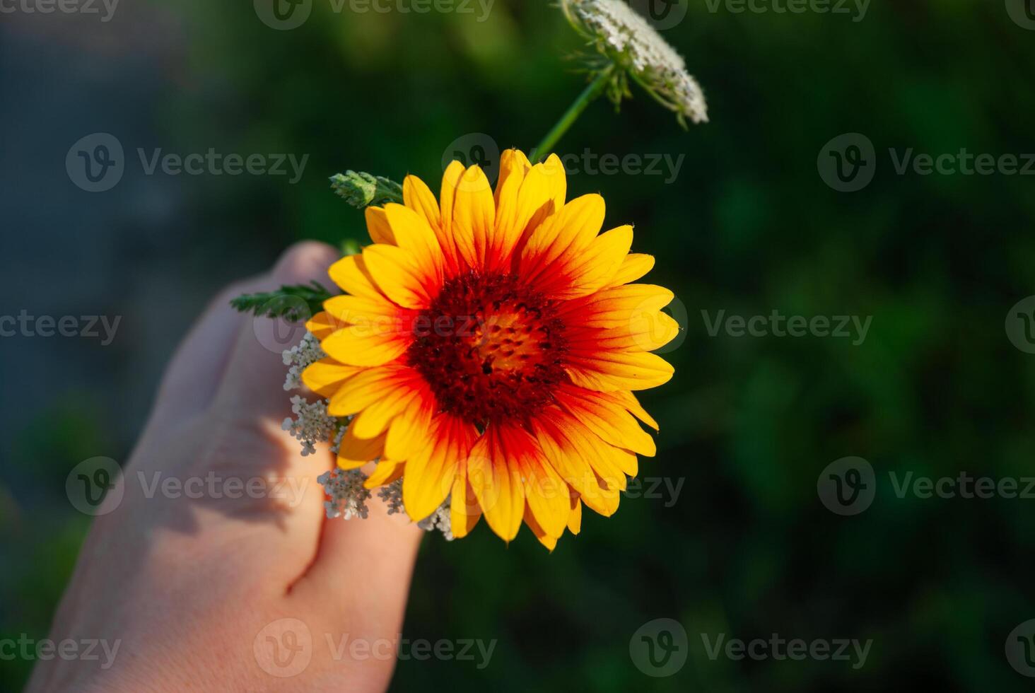 Vibrant yellow and red flower held by female hand in natural green setting, showcasing nature's beauty and bright summer colors photo