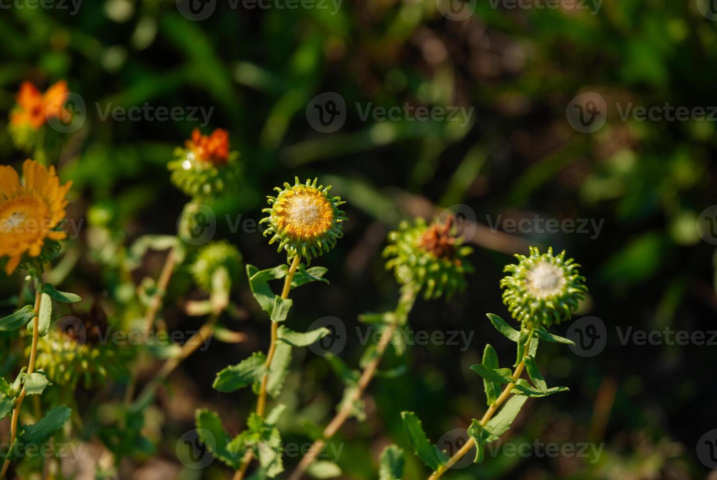 Vibrant yellow and green wildflowers in sunlit meadow showcasing nature's beauty with a close-up of buds and blooms in natural setting photo