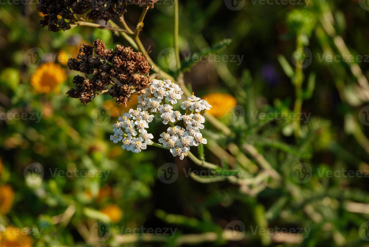 Vibrant wildflowers in full bloom with white and brown blossoms amongst greenery captured in a lush natural garden setting photo