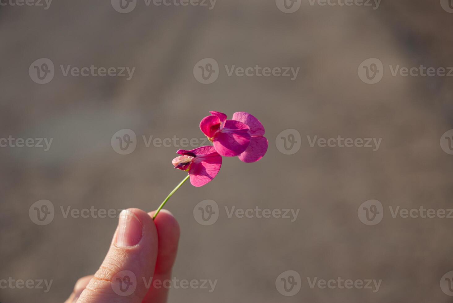 Delicate pink flowers held by a human hand against a soft focus background, capturing nature's beauty and simplicity in a serene moment photo