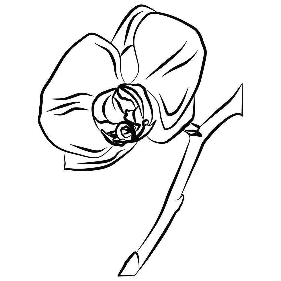 Minimalist line drawing of a bloom orchid flower. vector
