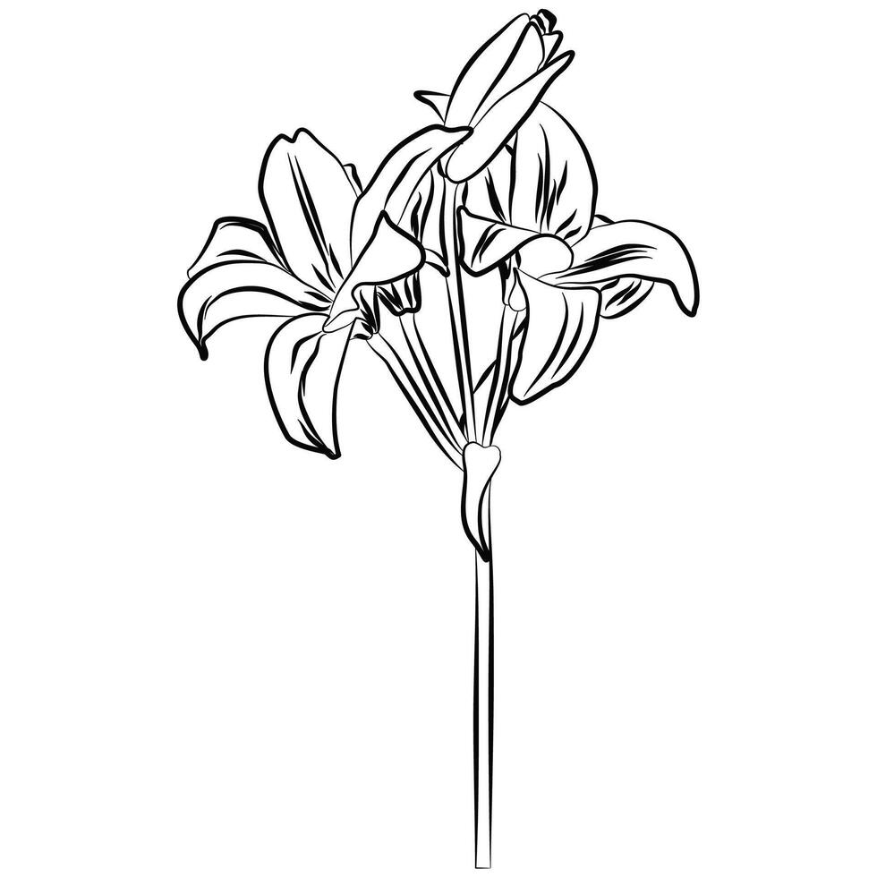 Minimalist line art of a lily flower bloom. Illustrated blossom lily flower outline for coloring. vector