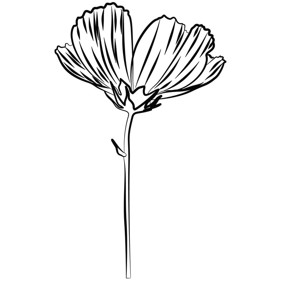 Hand drawn outline flower bloom line art illustration graphic element. vector