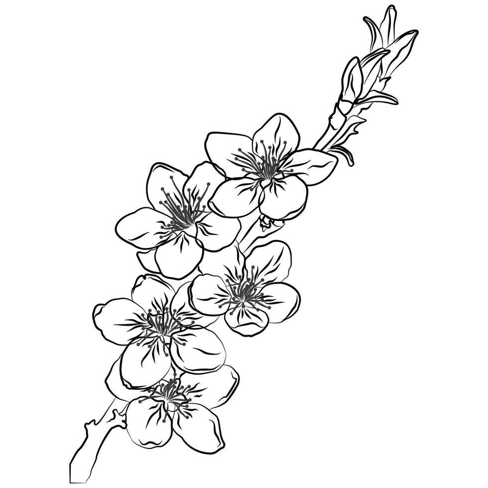 Delicate line art of cherry blossom. Illustrated outlined flower line art for coloring page. vector