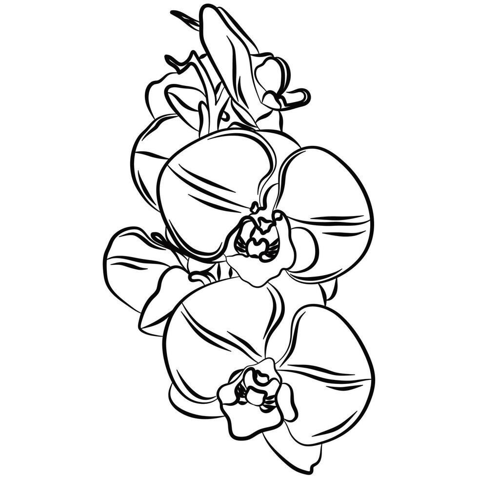 Illustrated outlined orchid flower line illustration graphic element for coloring. vector