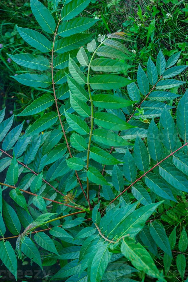 Lush green foliage of sumac plant with vivid compound leaves against a vibrant green grass background in a natural outdoor setting photo