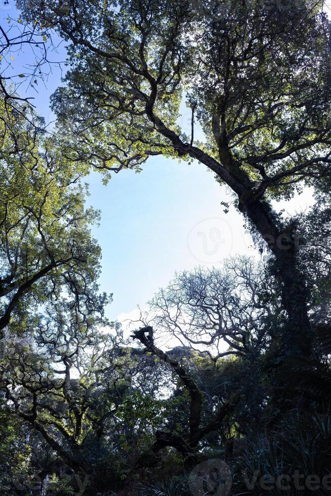 First foliage on the tree crowns in deciduous forest by spring. View tall trees from bottom to top. Rotation. photo