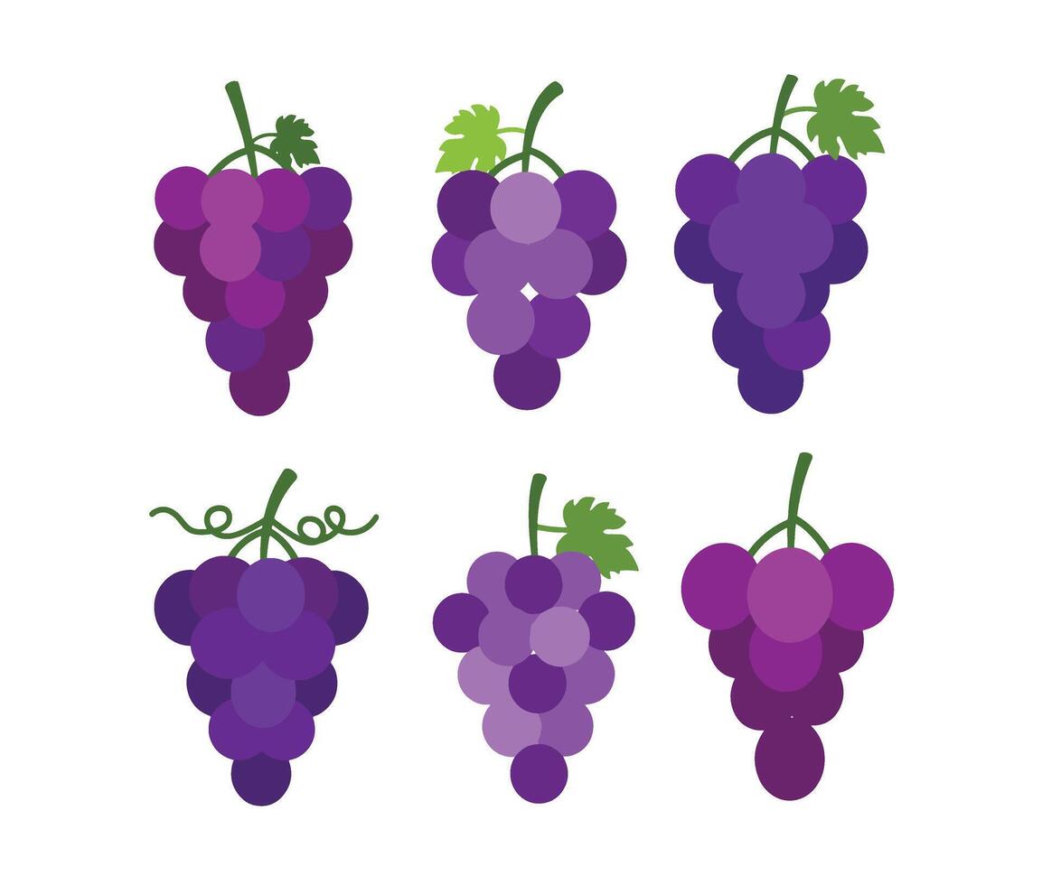 Elegant and Simple Grape Illustrations with Beautiful Flat Design Aesthetics vector