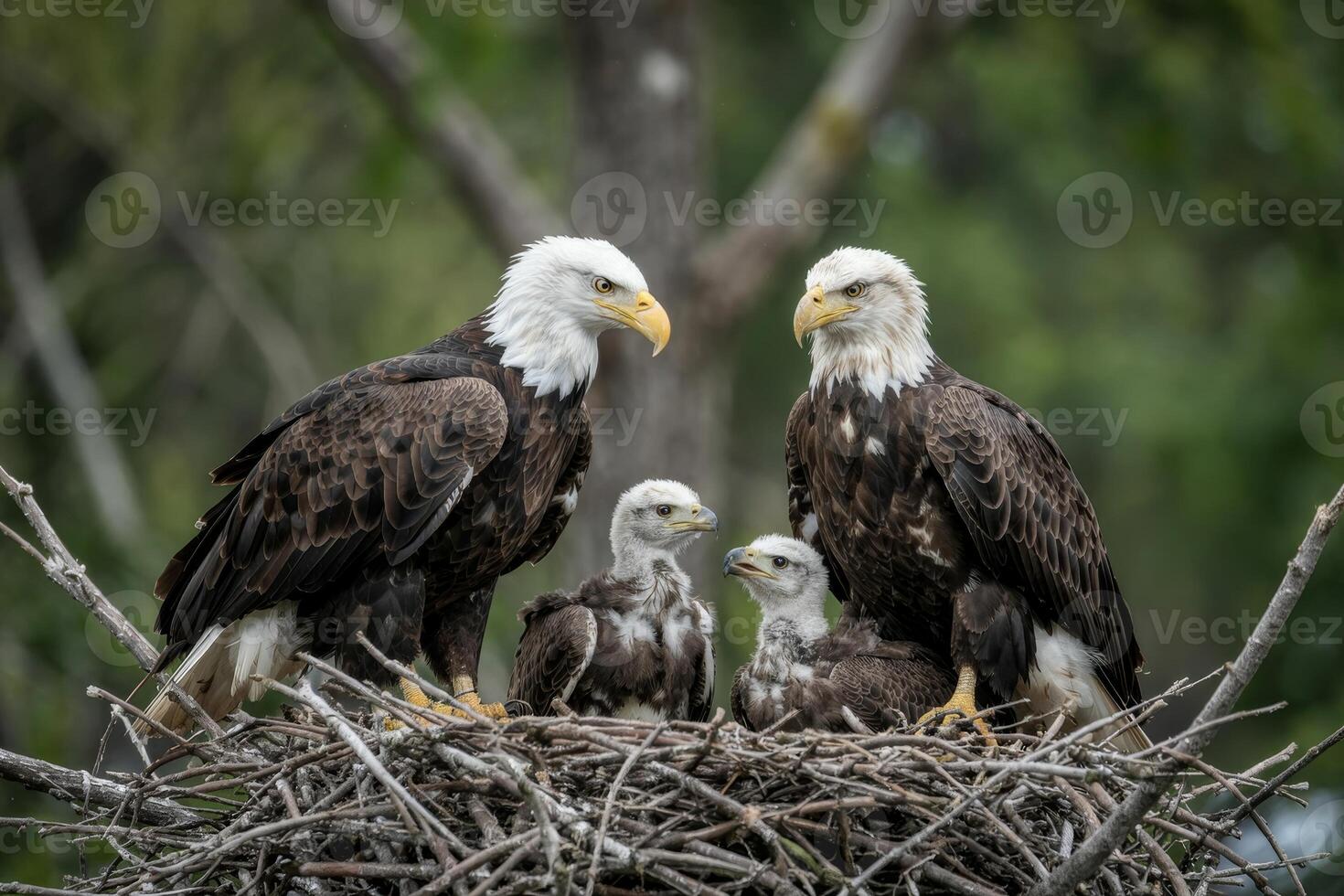 Majestic bald eagles protecting their young in a serene forest nest during early morning light photo