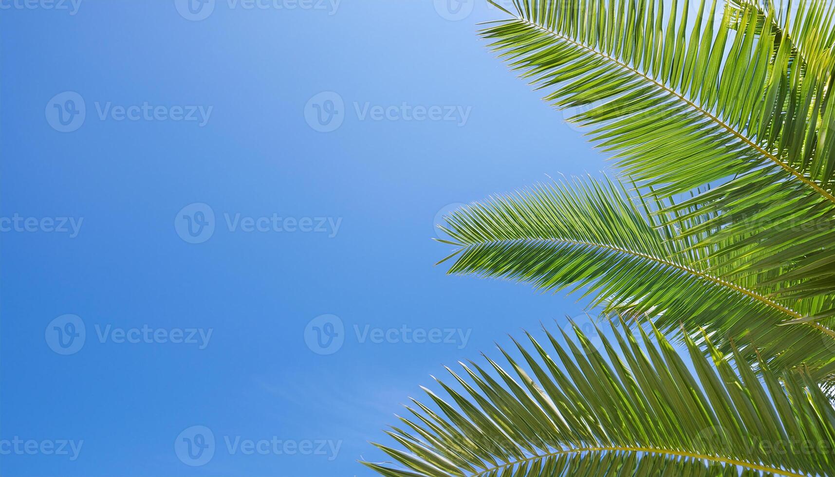 Palm Leaves Against Clear Sky photo