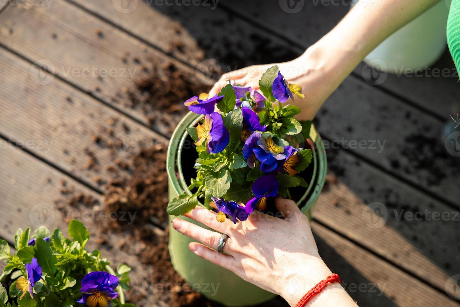 Two hands place a purple and yellow flowering plant into a green pot on a wooden deck with scattered soil, a red bracelet, and a silver ring visible. photo