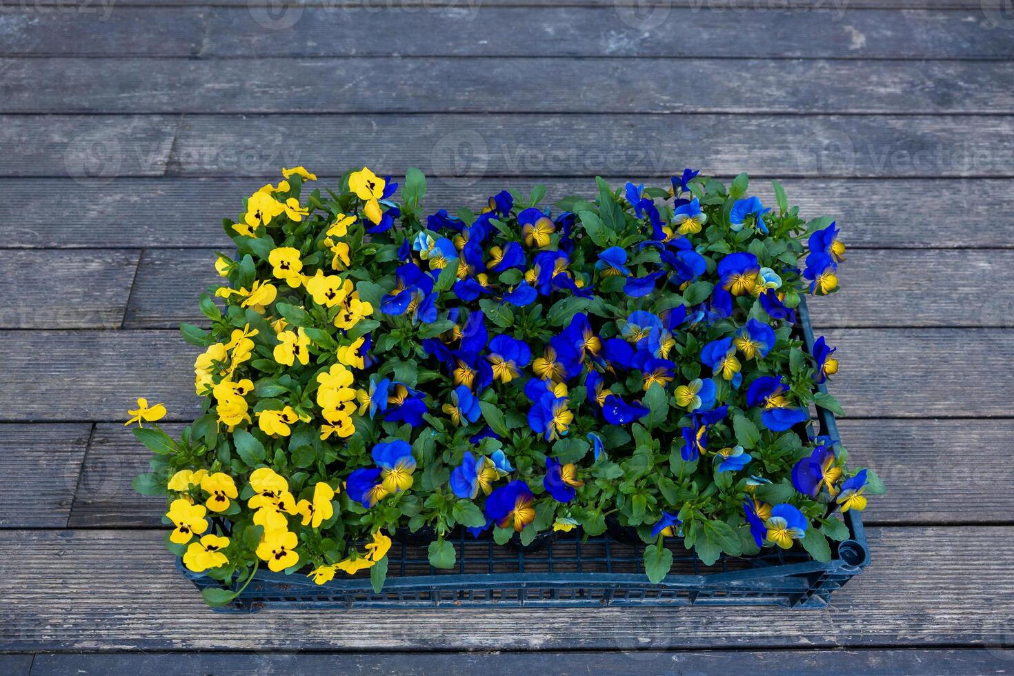A black framed rectangular crate holds yellow and blue pansies arranged in contrasting sections, placed on weathered wooden deck planks. photo