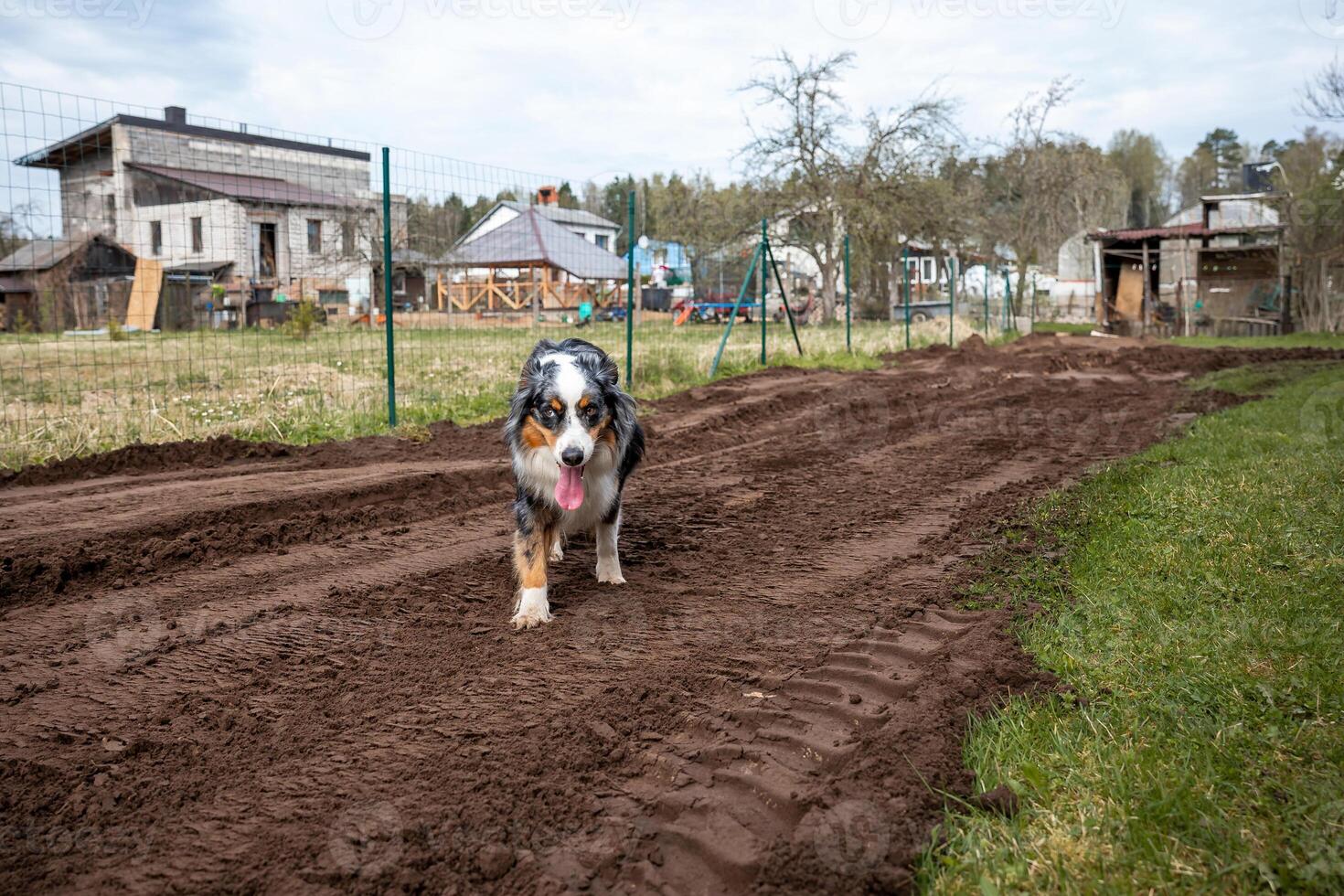 A dog with black, white, and brown fur stands on a tilled dirt path, tongue out, near a wire fence. Houses, sheds, and sparse trees are visible nearby. photo