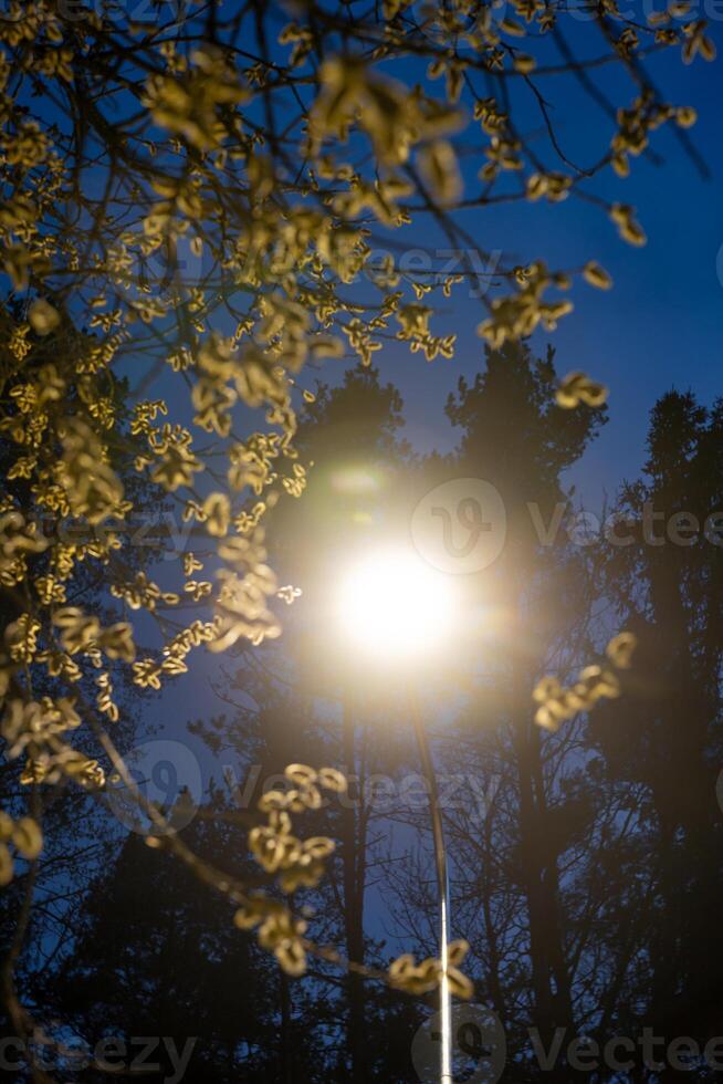 A glowing streetlight casts light on branches with small, light colored leaves, framed by tall, dark tree silhouettes against a deep blue evening sky. photo