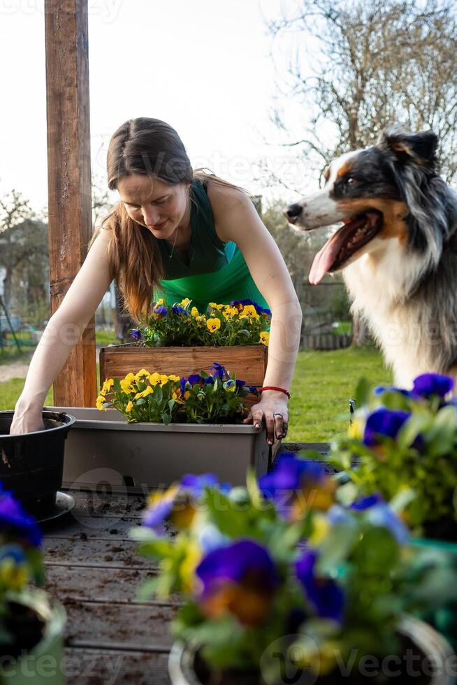 A woman in a green top arranges yellow and purple flowers in a wooden planter on an outdoor table, with a multicolored dog standing beside her. photo
