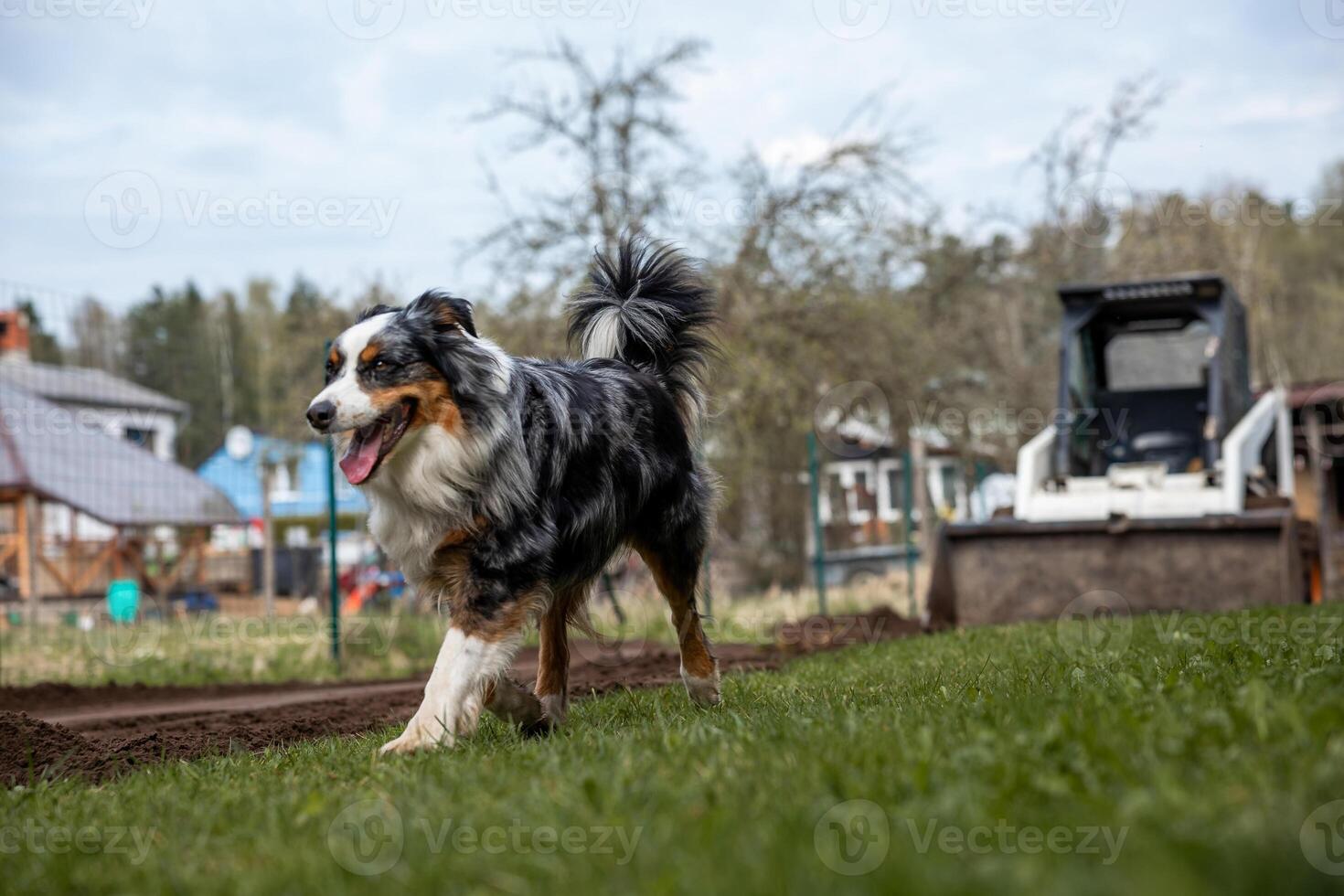 An Australian Shepherd dog with a multicolored coat walks on grass with its tongue out. Small houses, a skid steer loader, and leafless trees are visible. photo