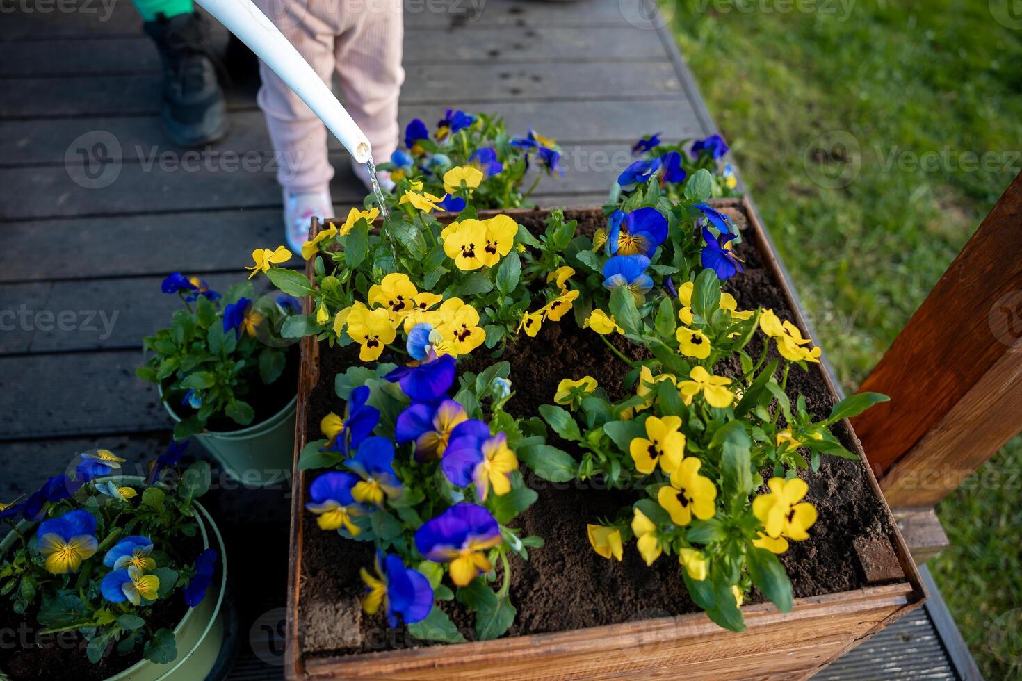 A wooden planter box with yellow and blue pansies is watered using a white watering can. Additional flower pots sit on a wooden deck near grass. photo
