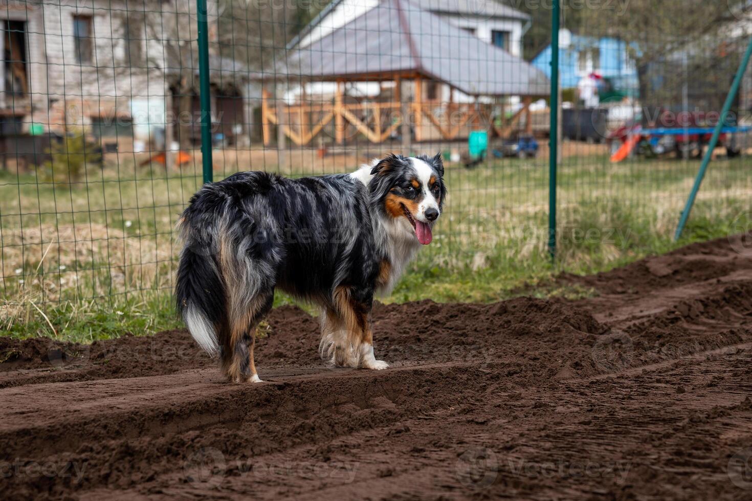 A black, white, and brown dog stands on a dirt path near a wire fence. Houses with pitched roofs, a blue barrel, and playground equipment are visible. photo