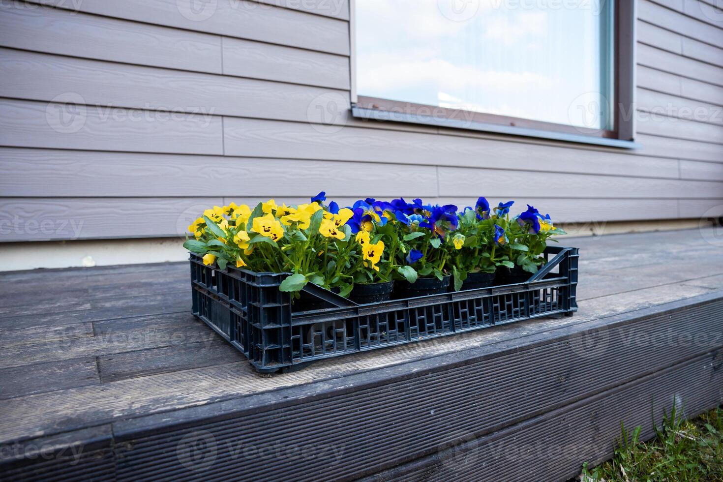A black plastic crate holds yellow and blue flowers on a wooden deck. A modern building with horizontal siding and a large window is in the background. photo