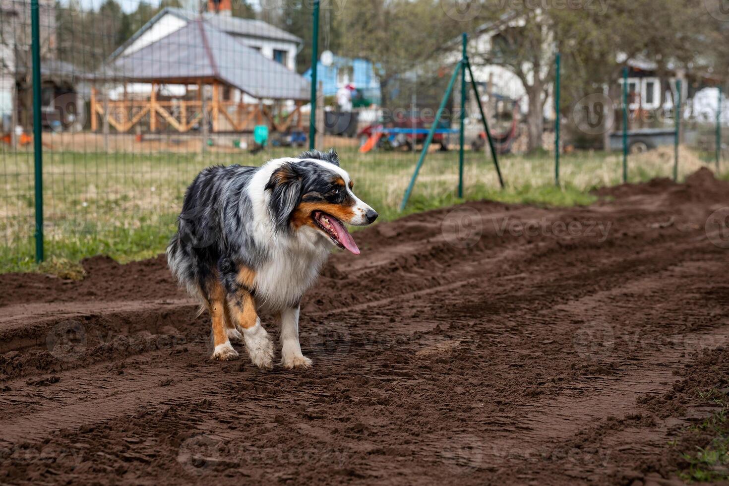 A tricolor dog with black, white, and brown fur walks on a dirt path near a wire fence. Houses with wooden structures and open fields are visible nearby. photo