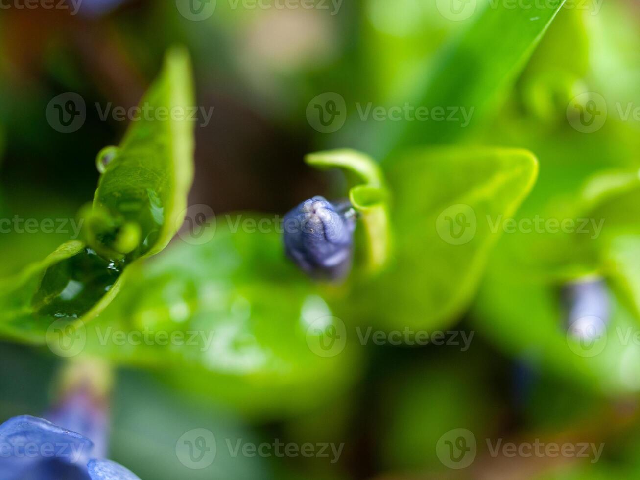 Close up of a small blue flower with droplets of water on it photo