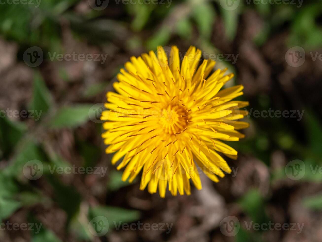 Yellow flower with a brown stem is in the foreground photo