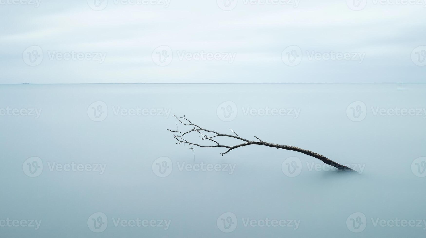 Tree branch is floating in the water photo