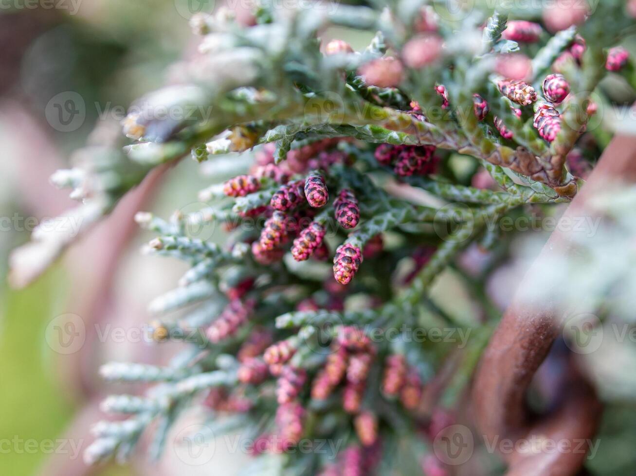 Close up of a branch with pink flowers photo
