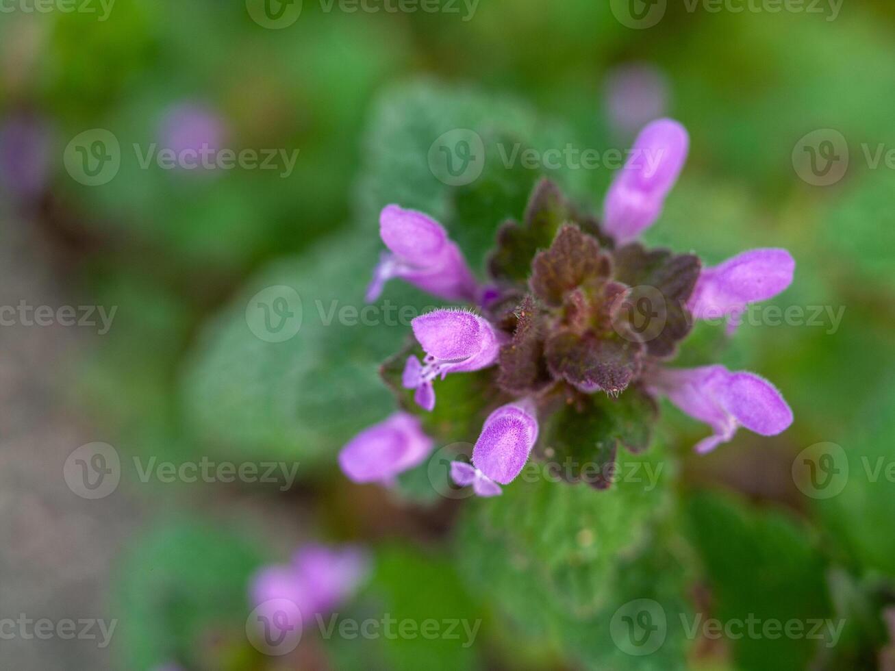 Purple flower with a green stem photo