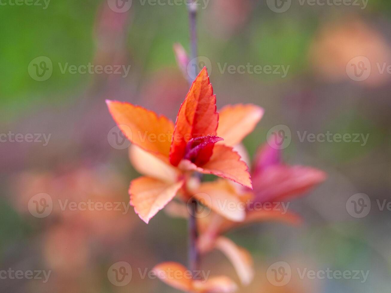 Close up of a flower with orange petals photo