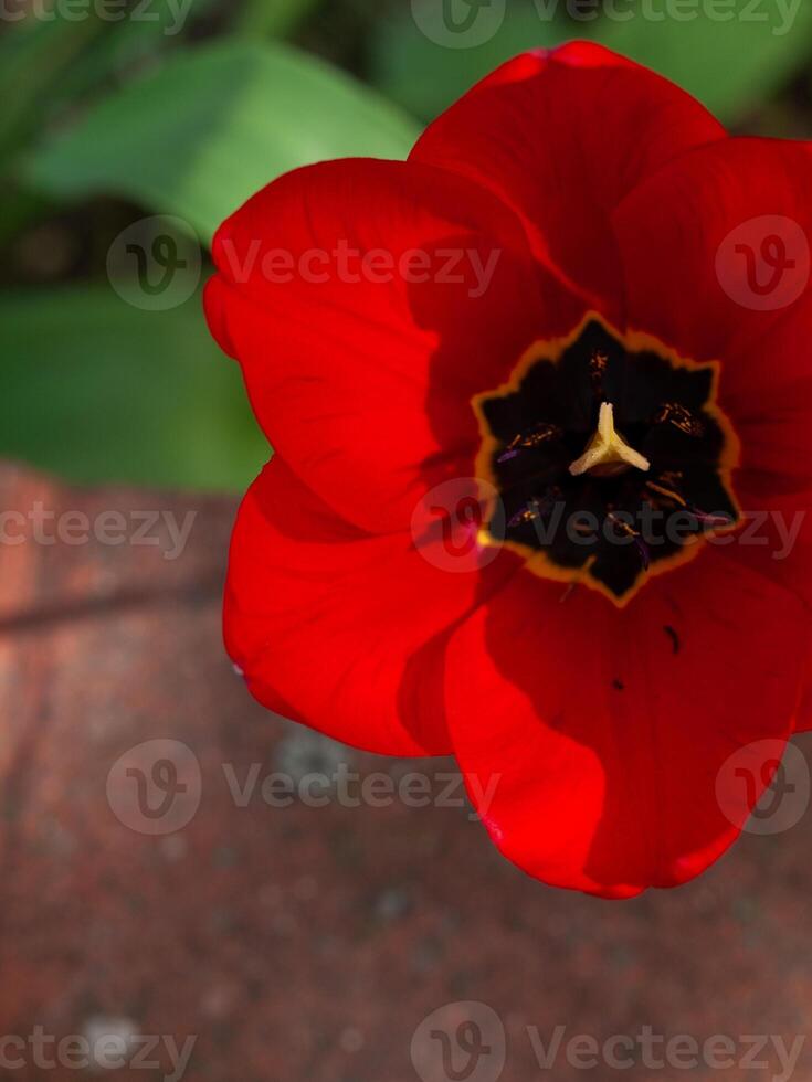 Red tulip with a black center photo