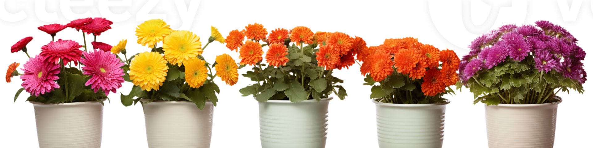 A row of potted colorful gerbera daisy and chrysanthemum flowers against a transparent background studio shot png