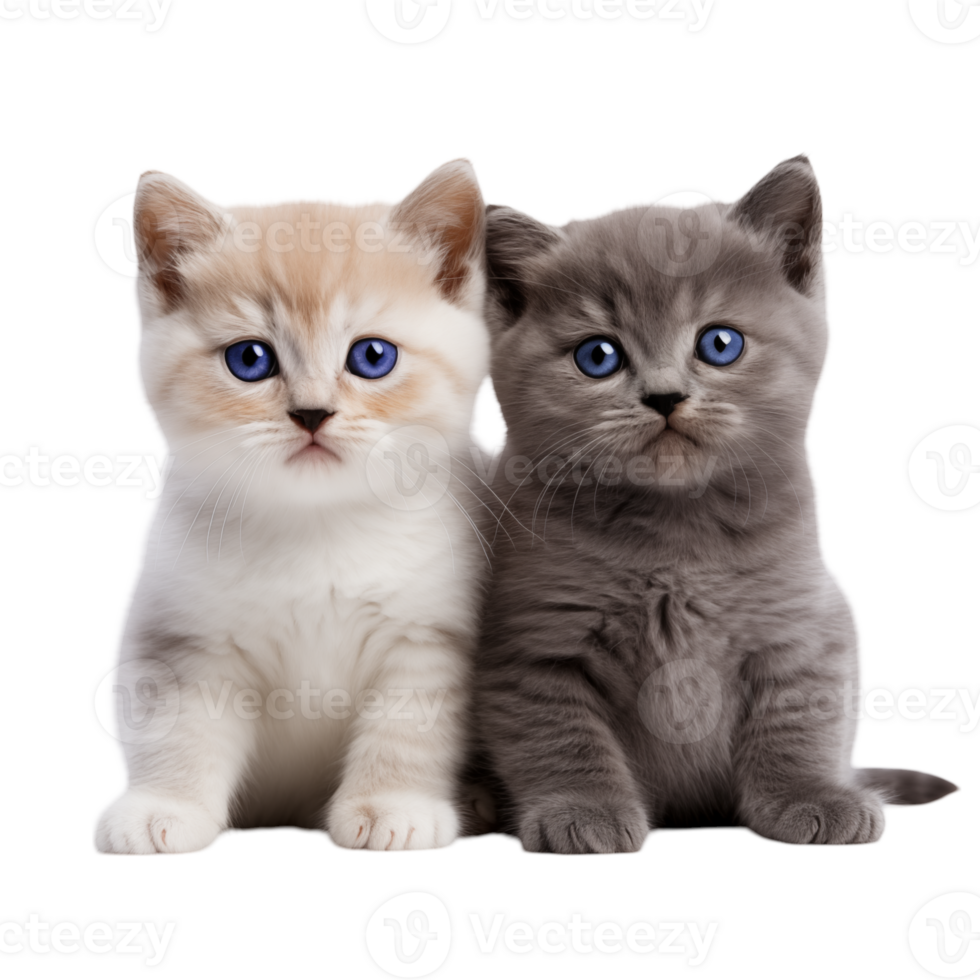 Two adorable kittens sitting side by side with blue eyes and soft fur against a transparent background png
