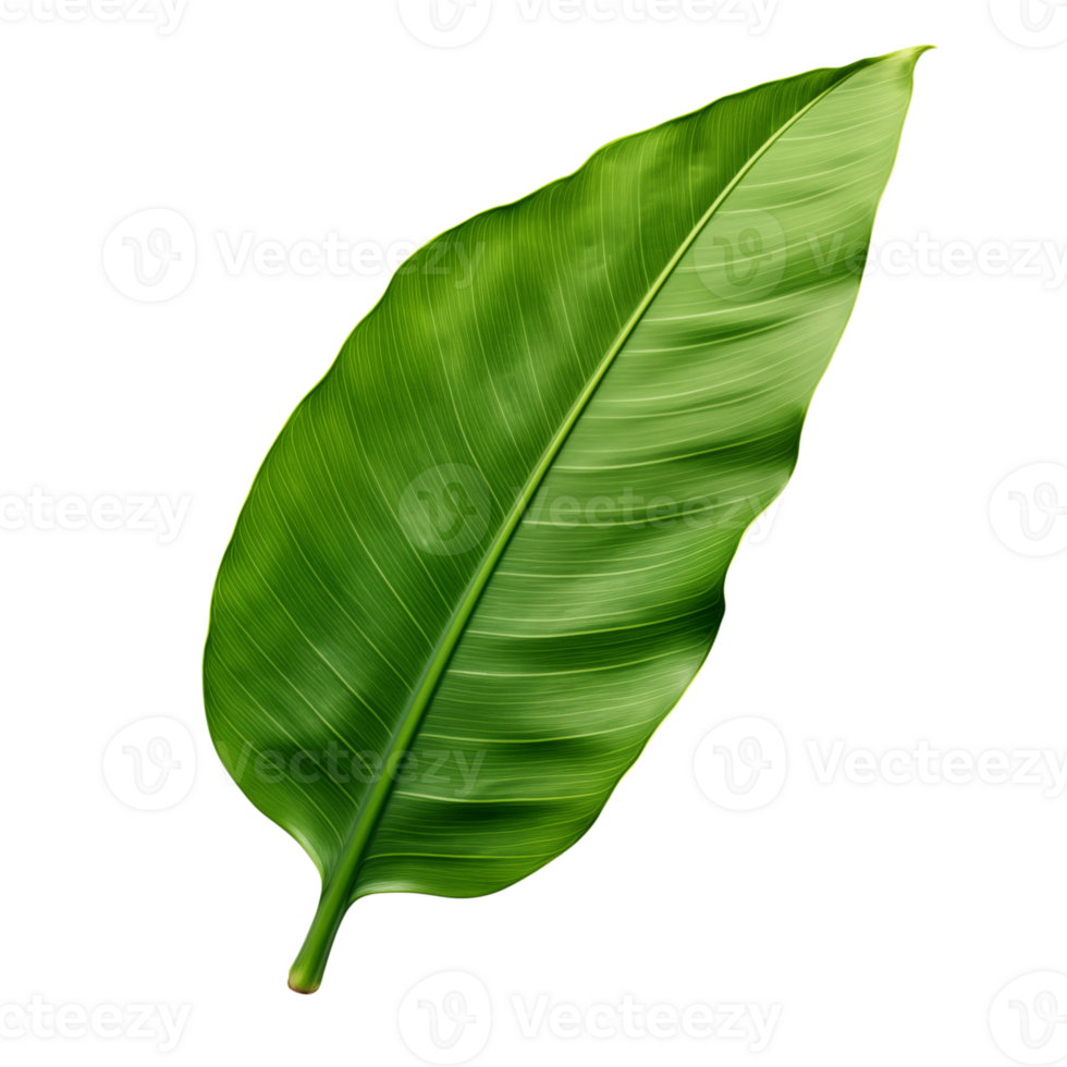 A single vibrant green leaf with prominent veins isolated on a stark transparent background in sharp focus png