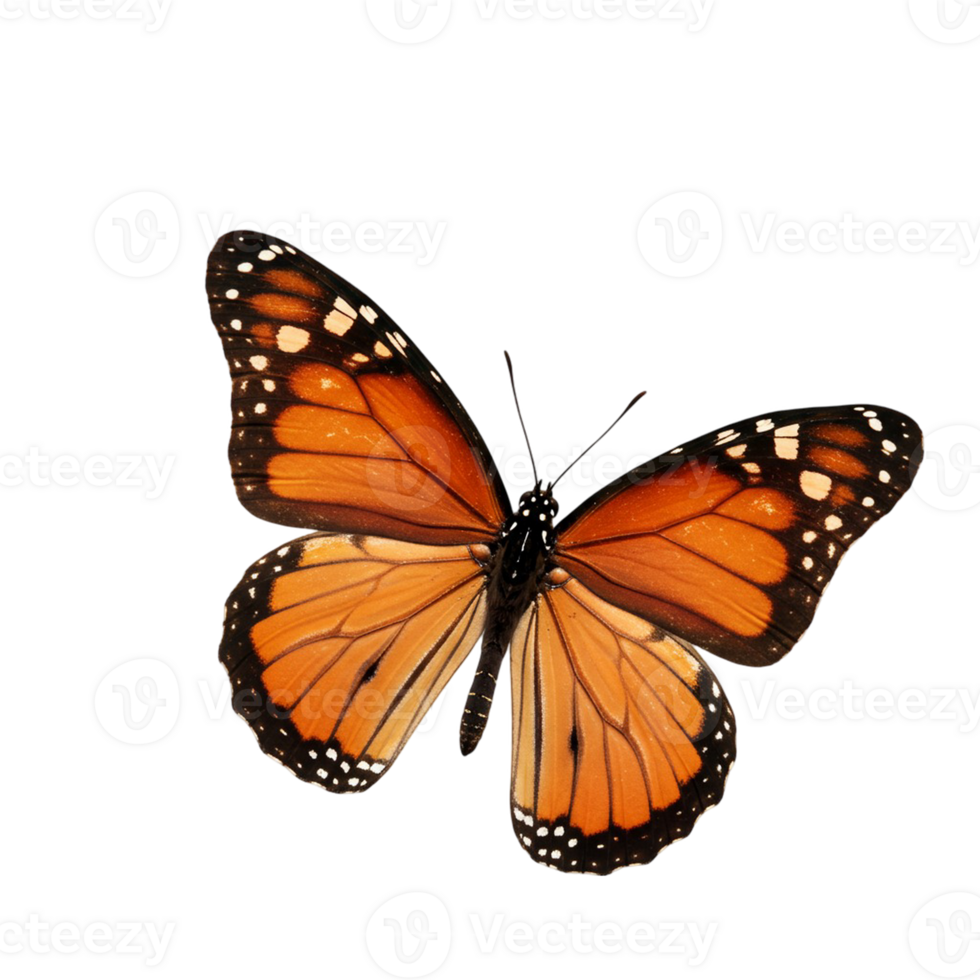 Clear background showcasing an isolated butterfly png