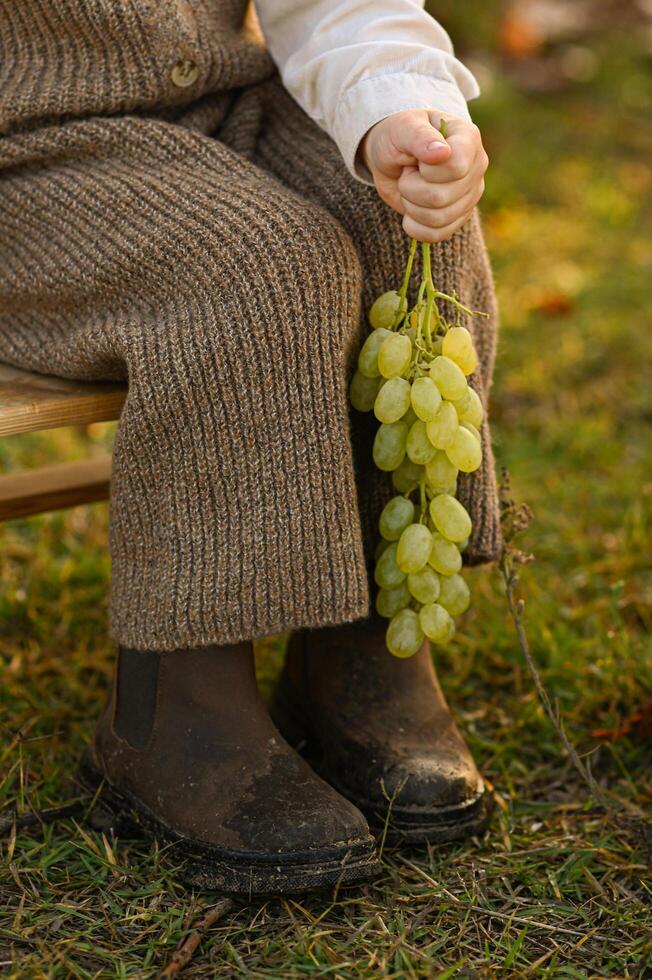 Close up of a child bare feet next to freshly picked grapes at a vineyard. Rustic harvest scene with natural textures, innocence, and countryside lifestyle. photo