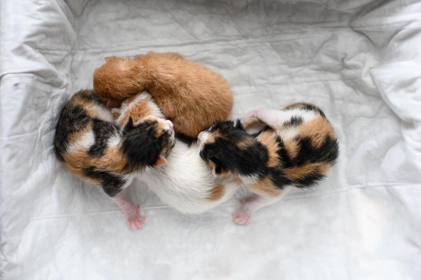 Peacefully asleep, four colorful newborn kittens cuddle on a white blanket one ginger, one white-orange, and two calicos. photo