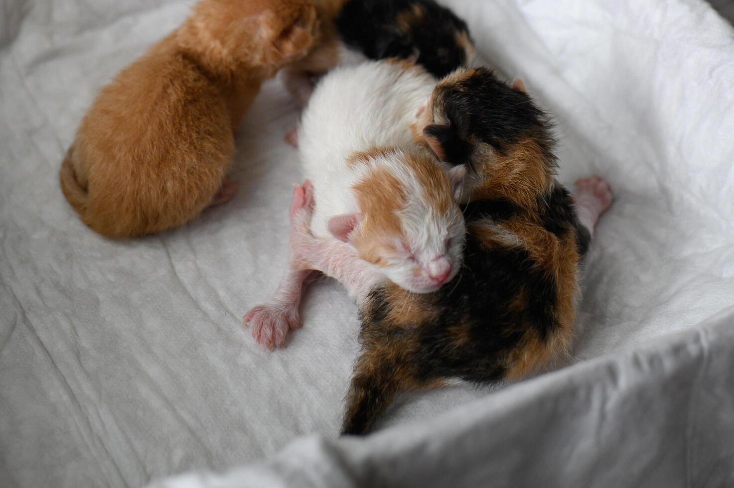 A cardboard box with a white sheet holds four newborn kittens one orange, one with orange spots, and two calicos cuddled up. photo