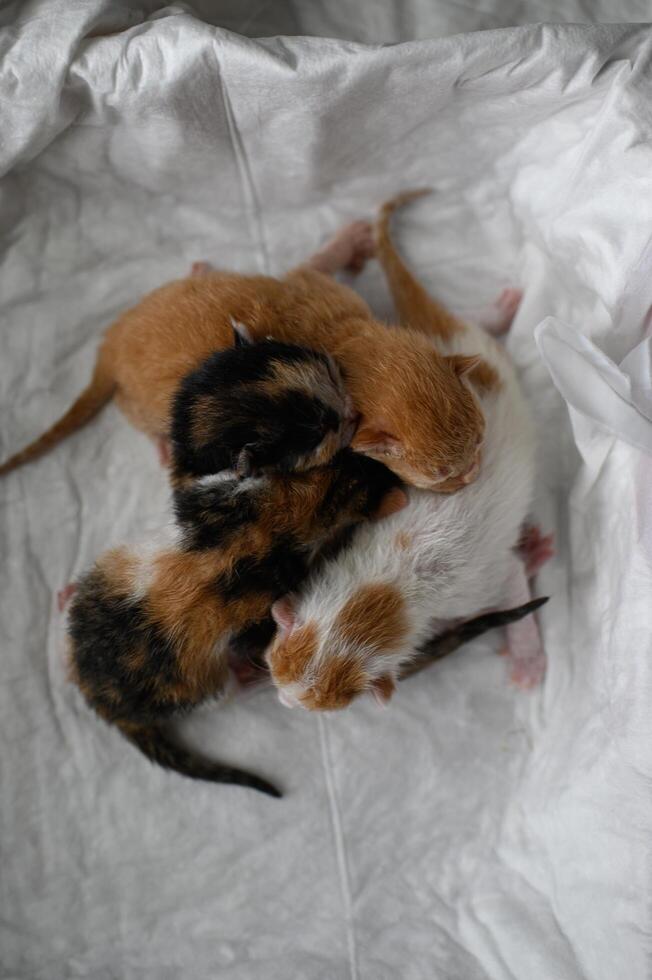 Four colorful newborn kittens ginger, white with spots, and two calico cuddle in a box lined with a white blanket. photo
