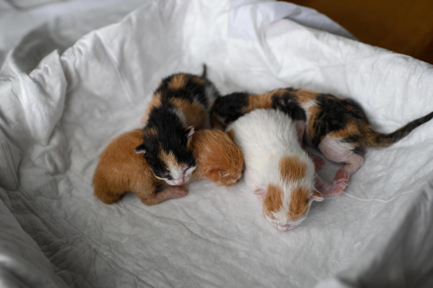 Four baby kittens, only hours old, rest in a soft box ginger, patchy white, and two tricolored bundles of fur photo