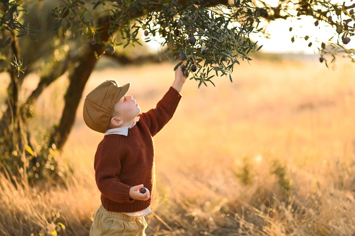 Framed by olive branches, a boy in a worn hat collects fruit with joy. photo