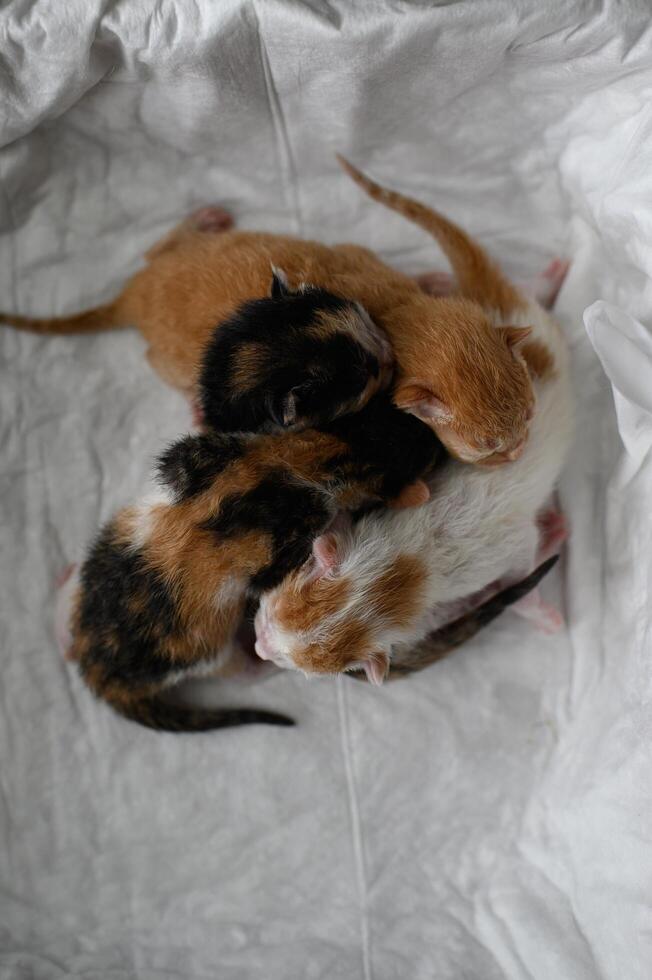 Inside a simple box, four tiny kittens white, orange, gray, and black nestle together. The scene is quiet, fragile, and full of tenderness. photo
