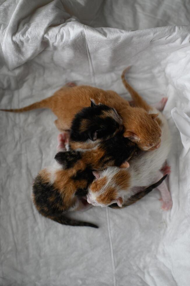 A cozy box cradles four just-born kittens one orange, one white with ginger spots, and two calicos, all curled up together. photo