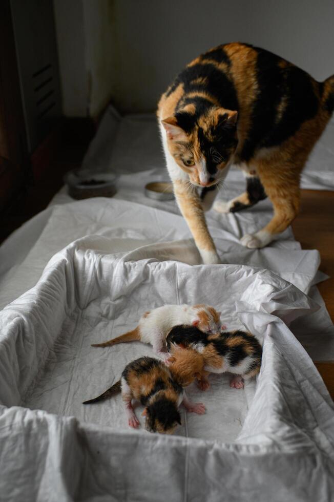 Near a cardboard box, a tricolored mother cat guards her tiny newborns. She stays close, alert and ready to defend her babies. photo