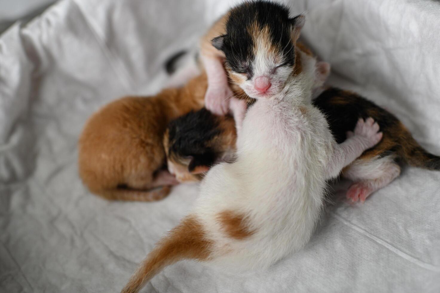 Nestled in a white blanket inside a box, four kittens orange, spotted white, and two tricolored lie peacefully side by side. photo