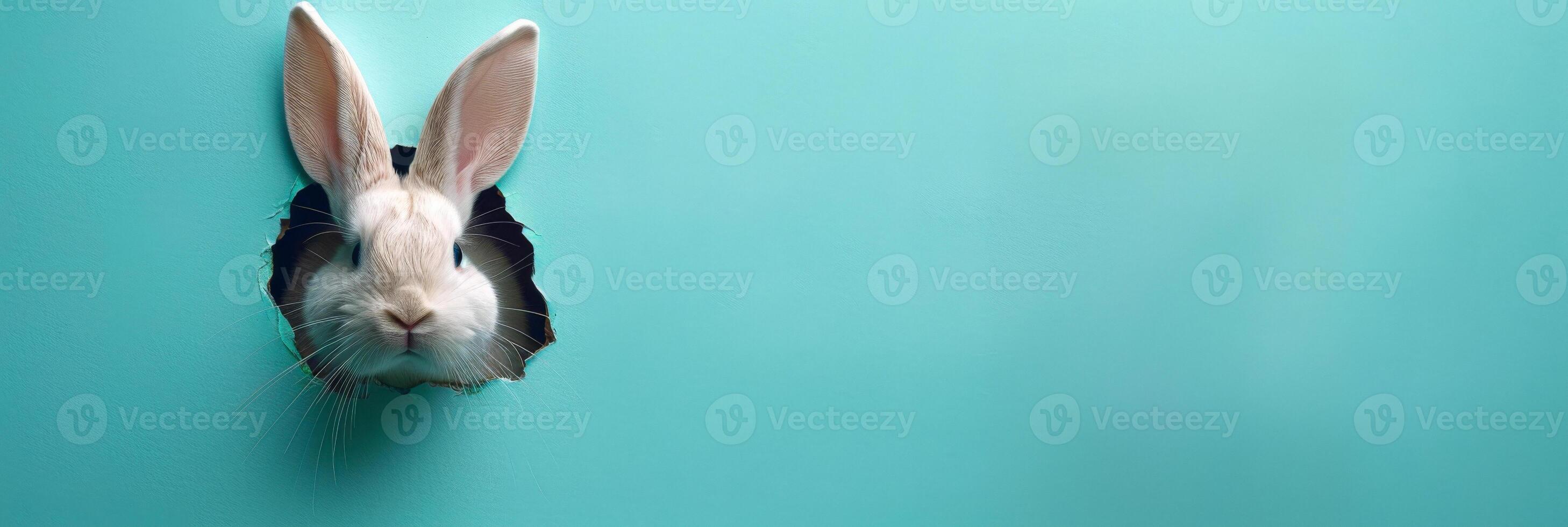 Adorable white rabbit pokes its head through a torn hole in a turquoise wall, creating a playful and whimsical Easter or spring scene. Curious White Bunny Peeking Through Hole in Turquoise Wall photo